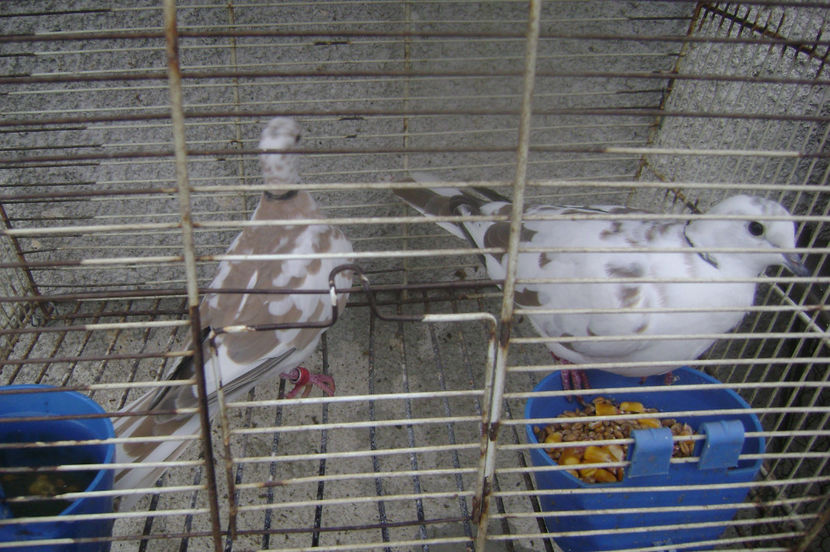  - TURTURELE RAZATOARE 2017