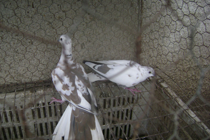  - TURTURELE RAZATOARE 2017