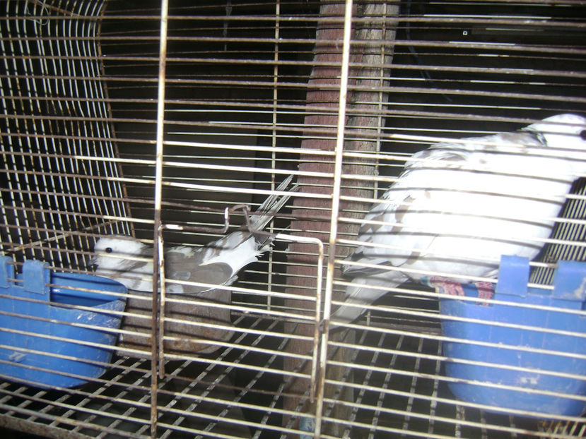  - TURTURELE RAZATOARE 2017