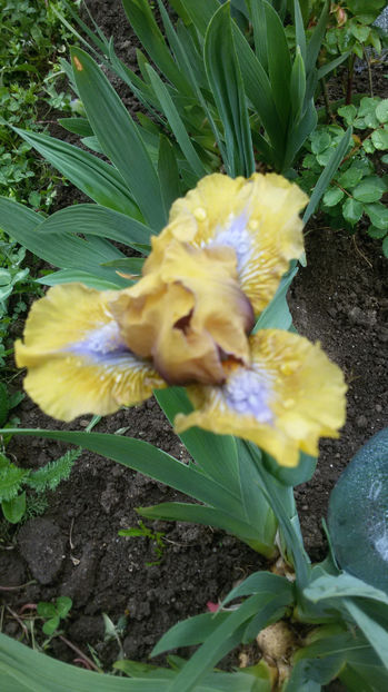 tmp_32396-20170428_081850-477445592 - irisi 2017