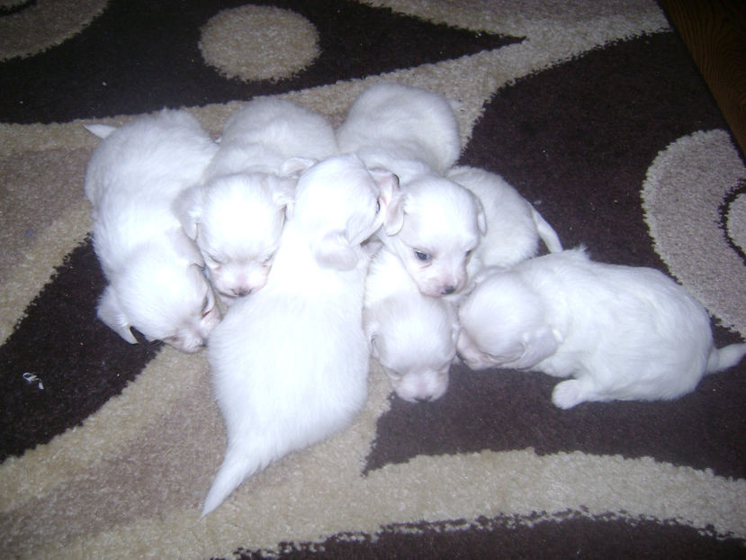  - CATEI BISON MALTEZ 2017