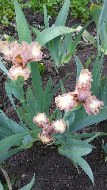 tmp_32396-20170428_081841-1116250638 - irisi 2017