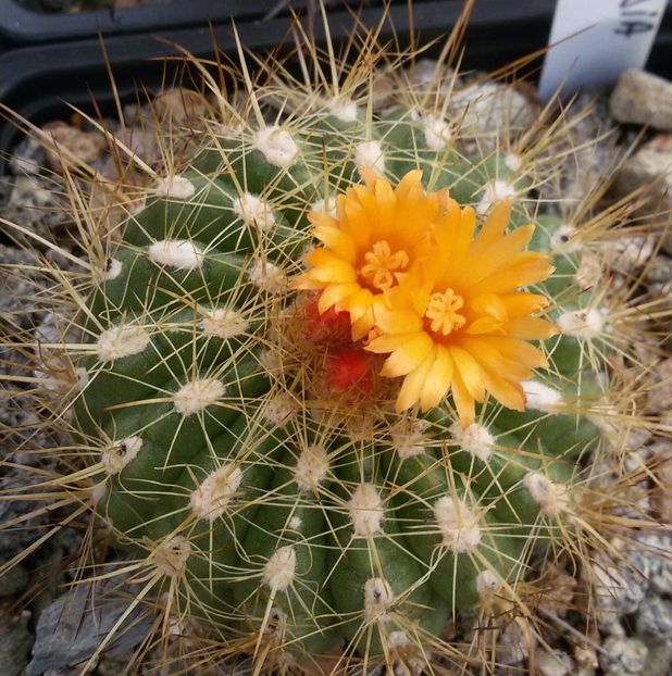 20170425_123911-1 - CACTUSI  2017