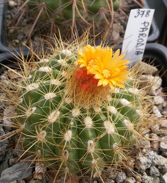 20170425_123914-1 - CACTUSI  2017
