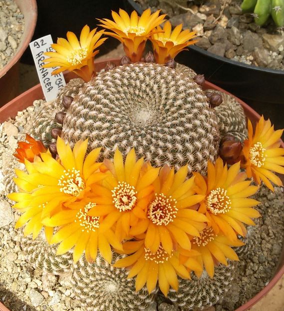 20170425_124035-1 - CACTUSI  2017