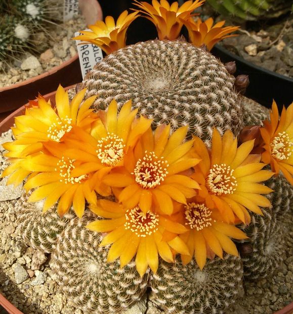 20170425_124042-1 - CACTUSI  2017