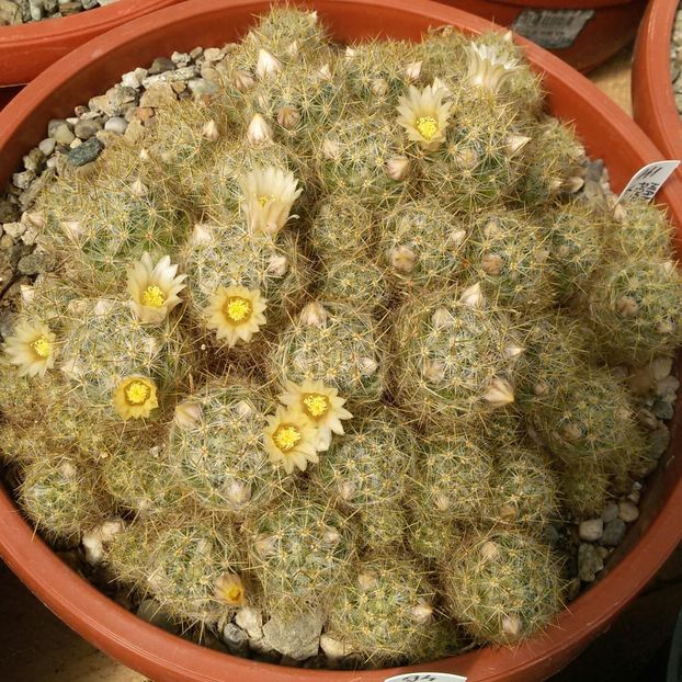 20170425_124059-1 - CACTUSI  2017
