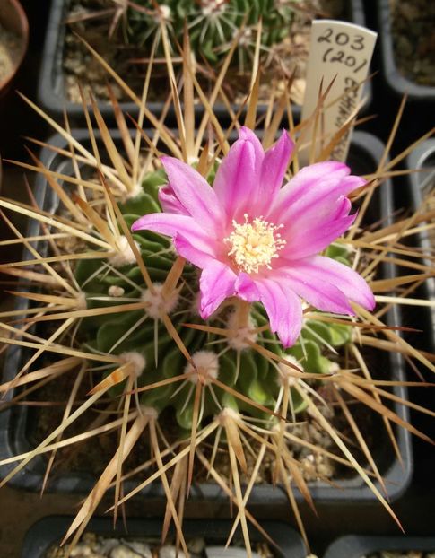 20170425_124118-1 - CACTUSI  2017