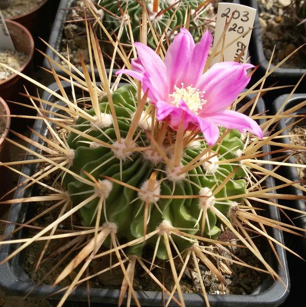 20170425_124120-1 - CACTUSI  2017