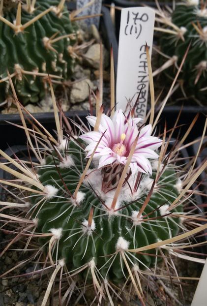 20170425_124208-1 - CACTUSI  2017