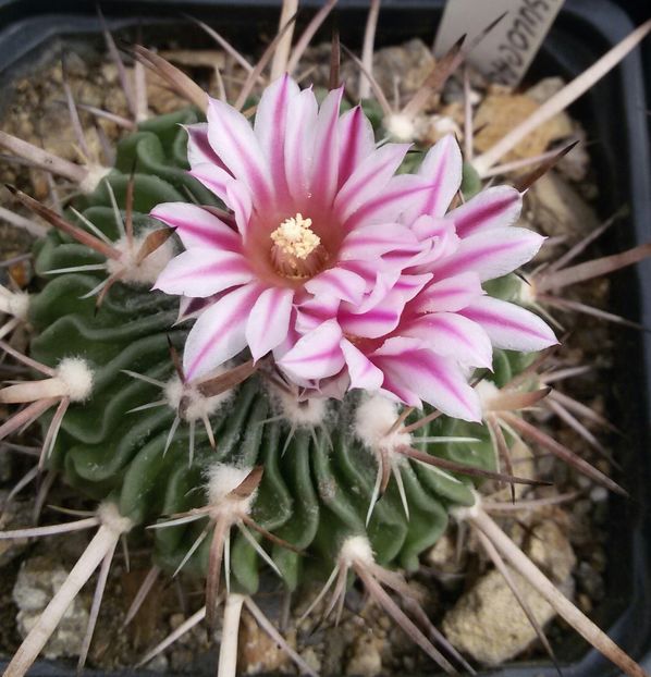 20170425_124216-1 - CACTUSI  2017