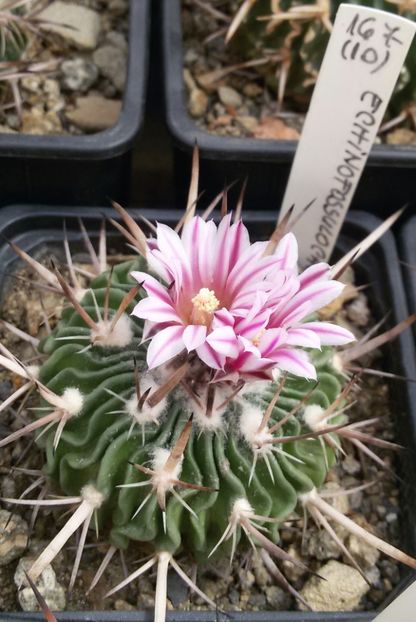 20170425_124219-1 - CACTUSI  2017