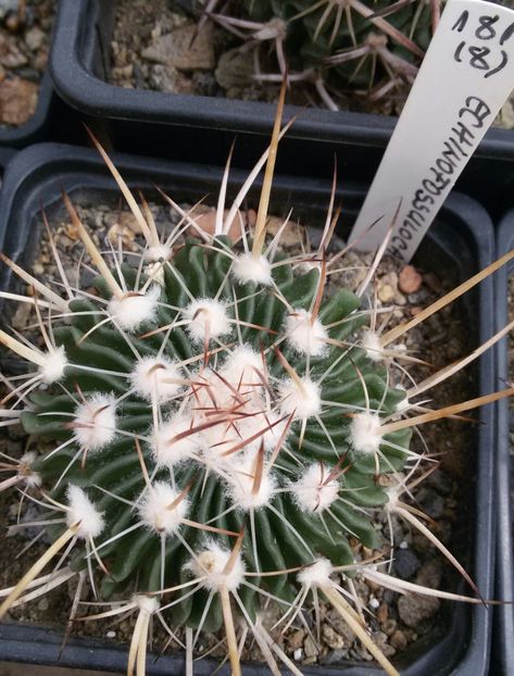 20170425_124224-1 - CACTUSI  2017