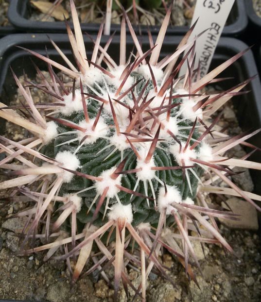 20170425_124227-1 - CACTUSI  2017
