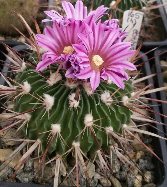 20170425_124233-1 - CACTUSI  2017