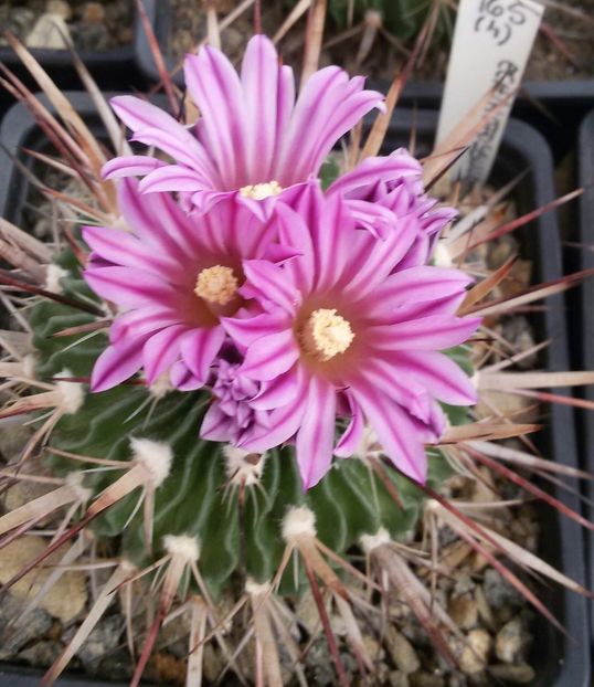 20170425_124235-1 - CACTUSI  2017