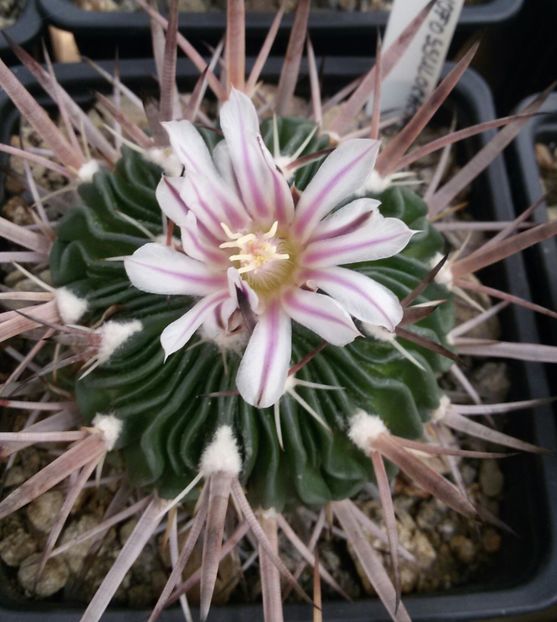 20170425_124246-1 - CACTUSI  2017