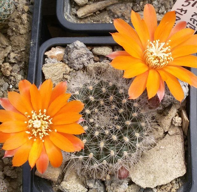 20170426_115956-1-1 - CACTUSI  2017