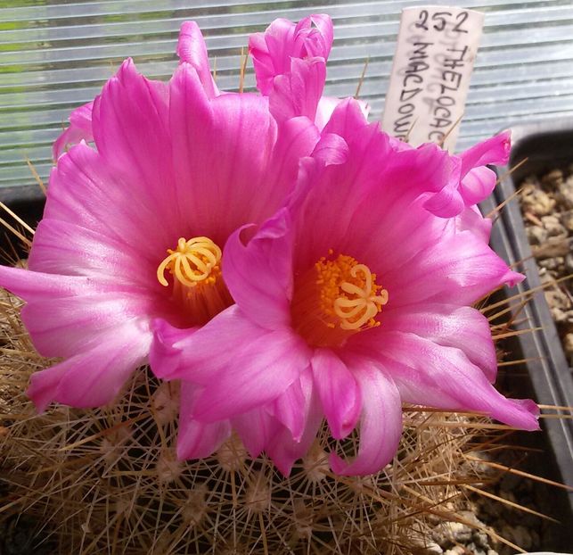 20170426_120003-1 - CACTUSI  2017