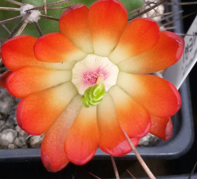 20170426_120035-1 - CACTUSI  2017