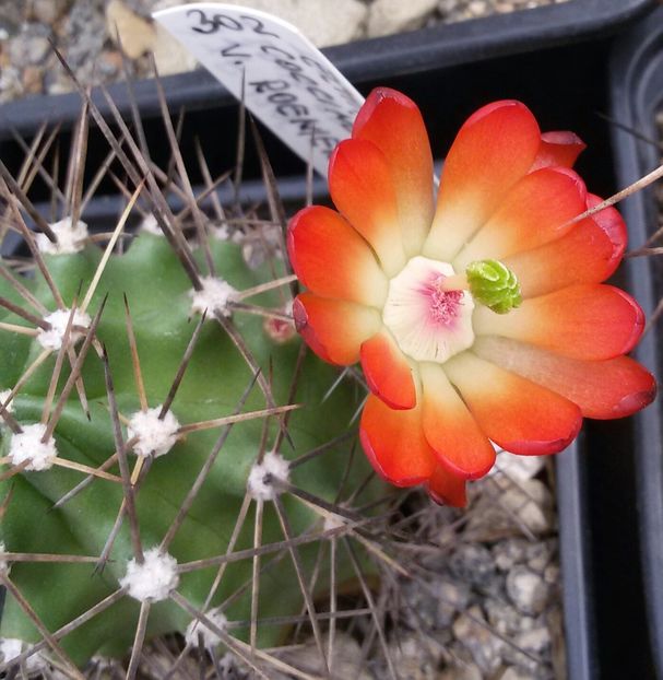 20170426_120037-1 - CACTUSI  2017