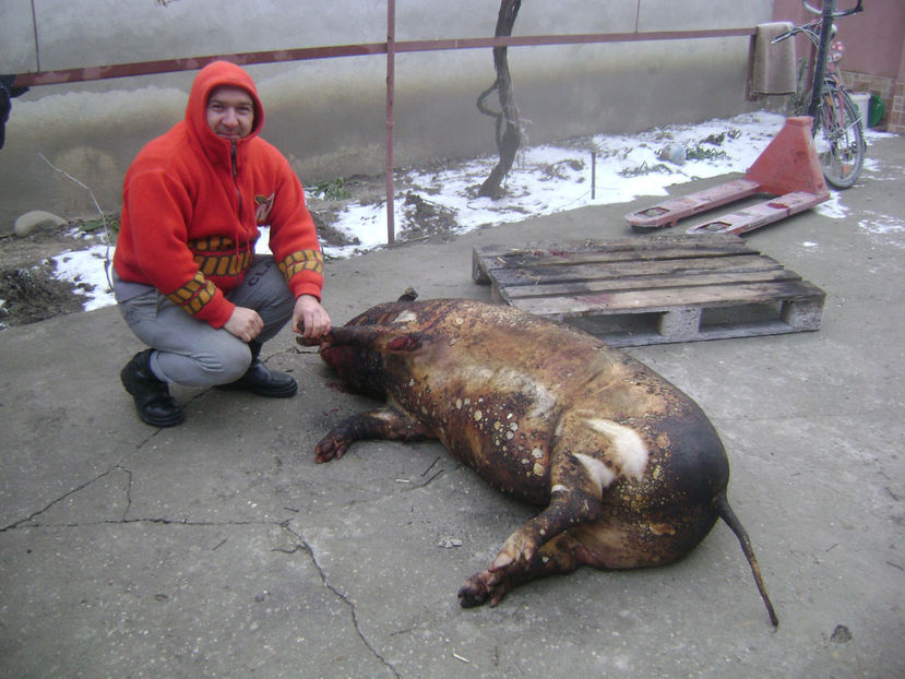  - SACRIFICARE TRADITIONALA PORC 2017