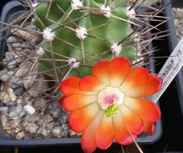 20170426_120042-1 - CACTUSI  2017