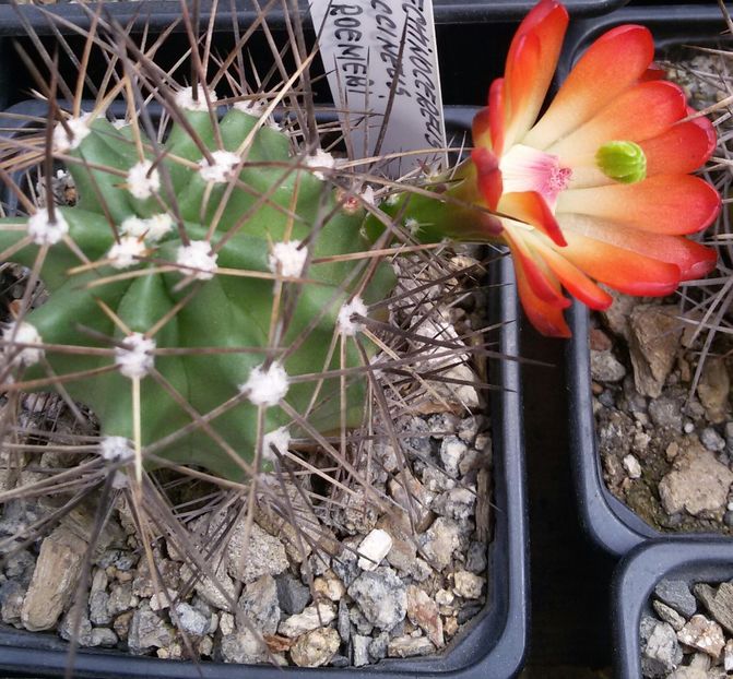 20170426_120047-1 - CACTUSI  2017