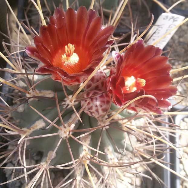 20170427_124059-1 - CACTUSI  2017