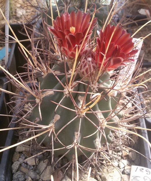 20170427_124105-1 - CACTUSI  2017