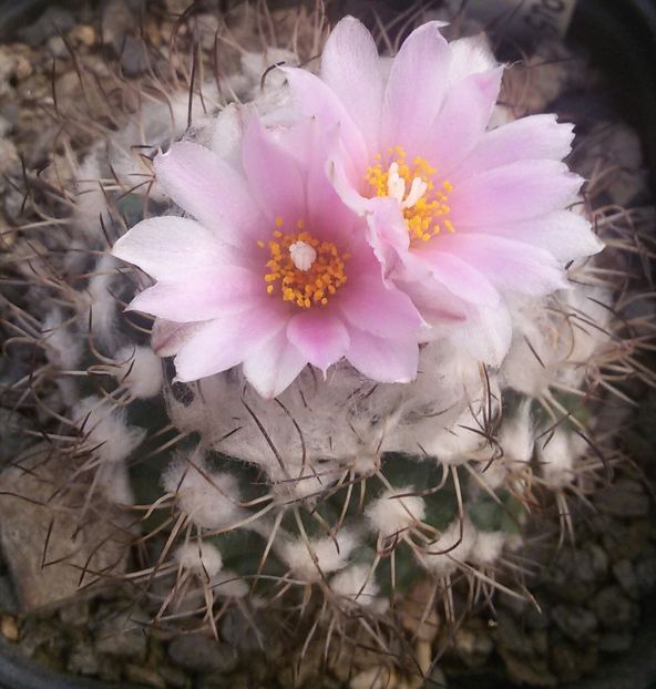 20170427_124116-1 - CACTUSI  2017