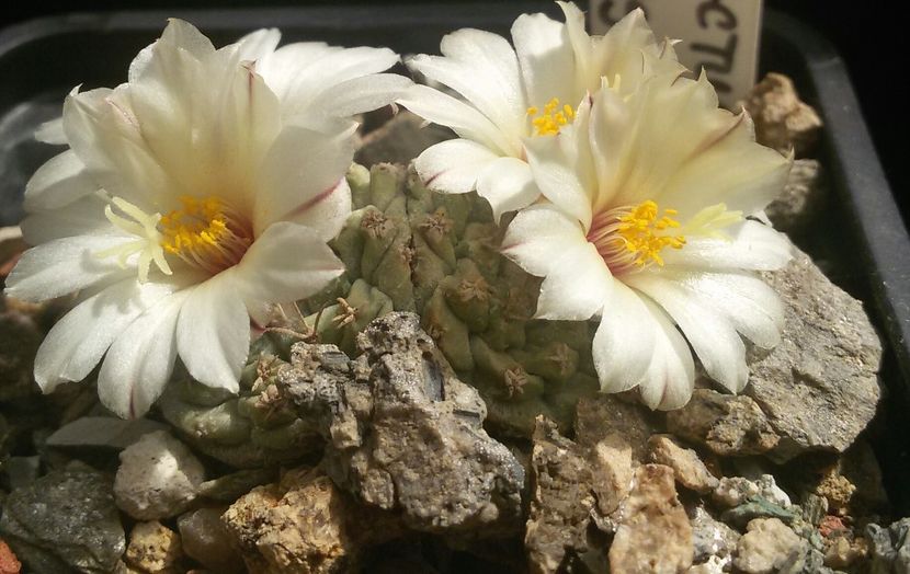 20170427_124242-1 - CACTUSI  2017