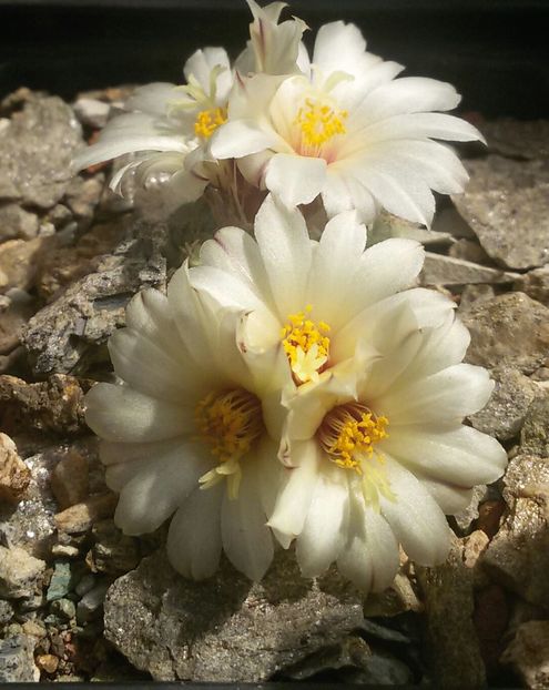 20170427_124251-1 - CACTUSI  2017