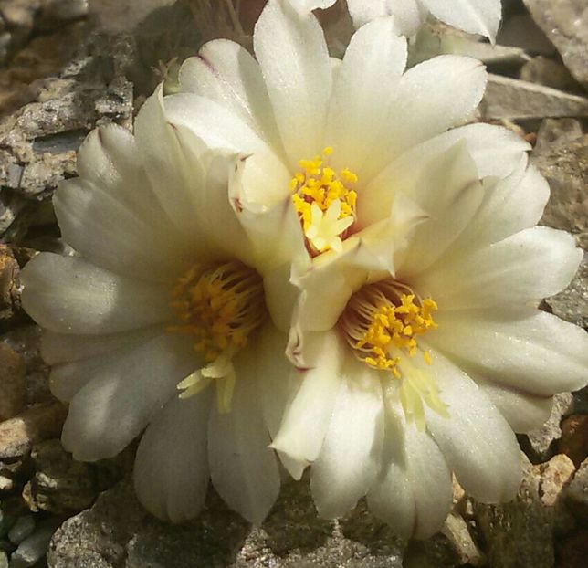 20170427_124251-1-1 - CACTUSI  2017