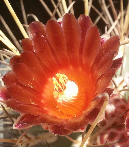 20170427_124328-1 - CACTUSI  2017