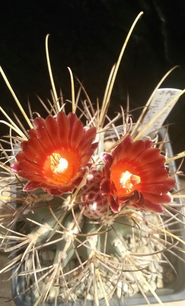 20170427_124328-2 - CACTUSI  2017