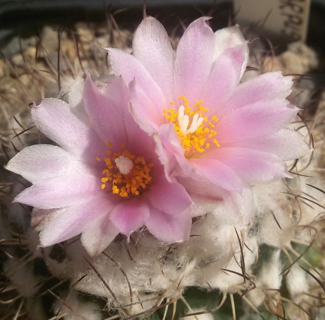 20170427_124453-2 - CACTUSI  2017