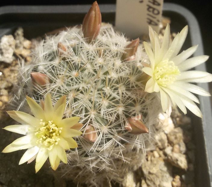 20170427_124555-1 - CACTUSI  2017