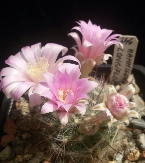 20170427_124702-1 - CACTUSI  2017