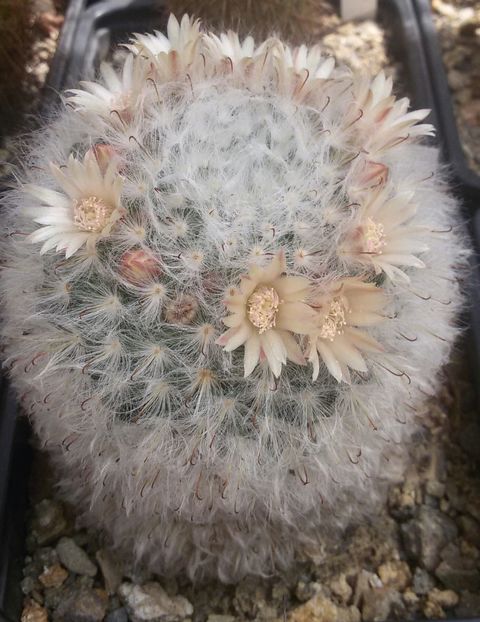 20170427_124735-1 - CACTUSI  2017
