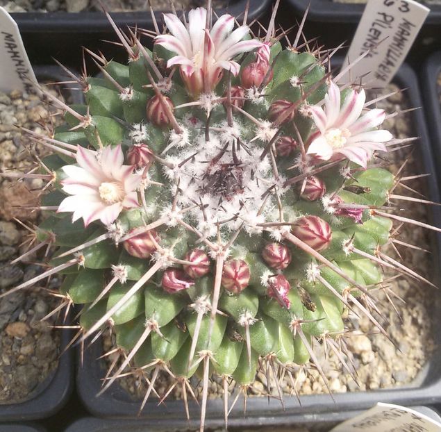 20170427_124741-1 - CACTUSI  2017