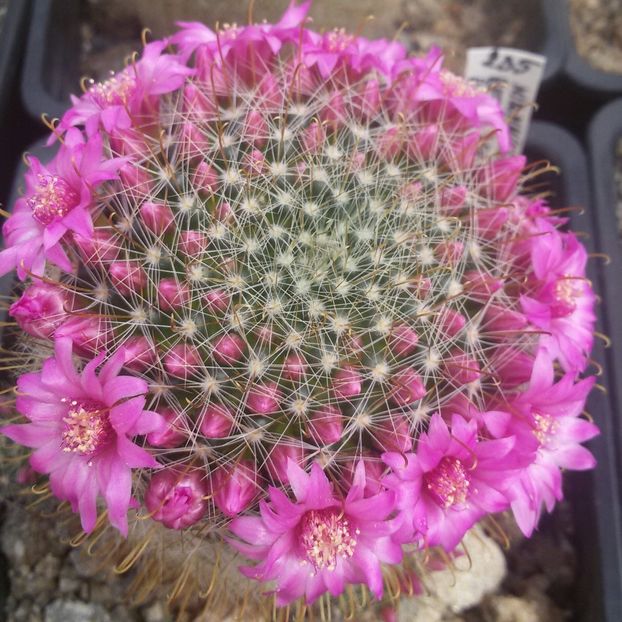 20170427_124757-1 - CACTUSI  2017