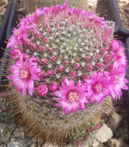 20170427_124759-1 - CACTUSI  2017