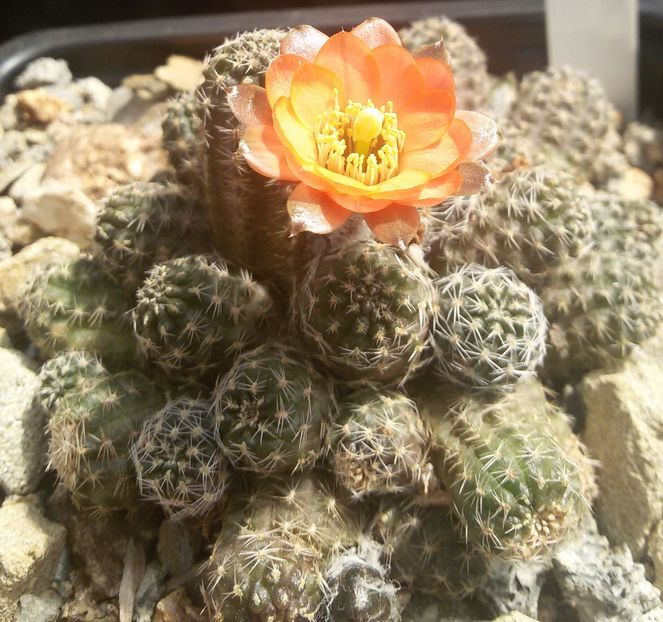 20170427_124838-1 - CACTUSI  2017