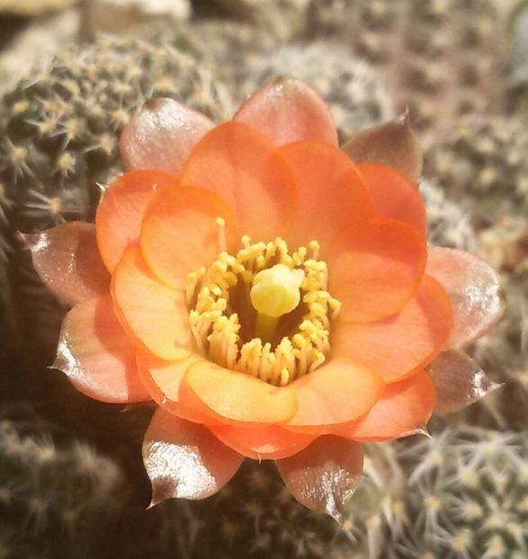 20170427_124847-1 - CACTUSI  2017