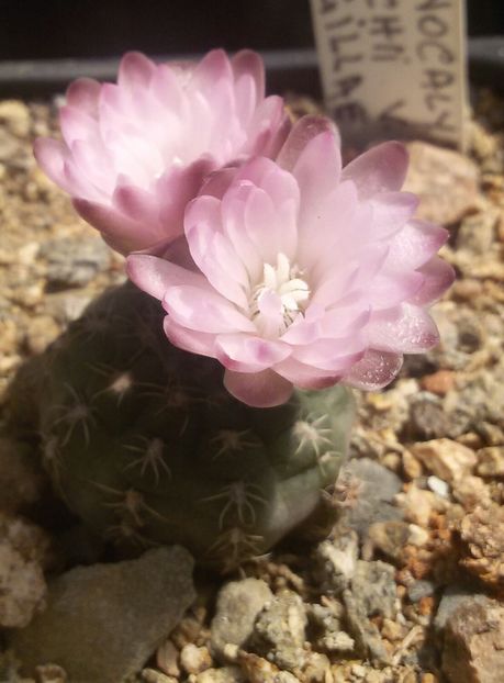 20170427_124952-1 - CACTUSI  2017