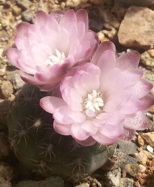 20170427_124955-1-1 - CACTUSI  2017