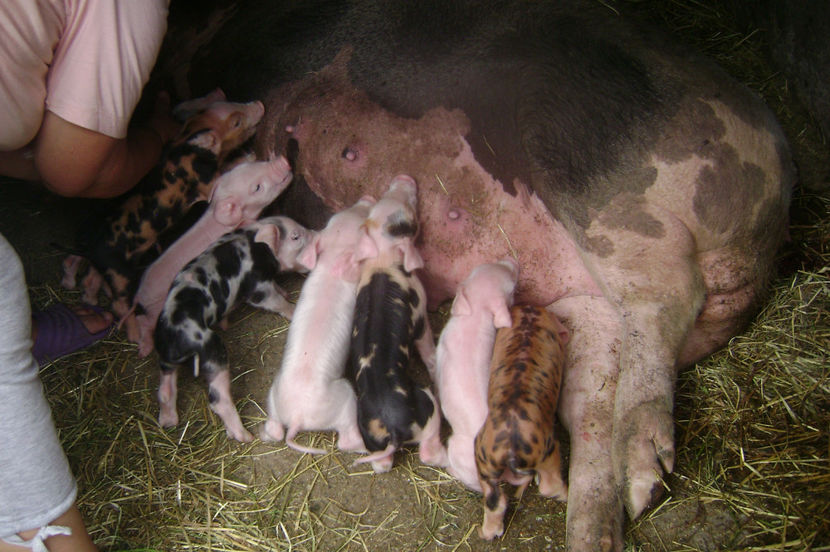 PETRAN PATAT - PORCI PETRAN PATAT SI ALB 2017