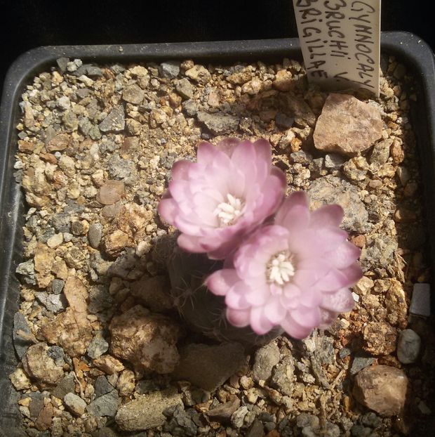 20170427_124957-1 - CACTUSI  2017