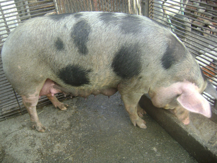 PERTAN PATAT CU NEGRU - PORCI PETRAN PATAT SI ALB 2017